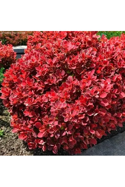 Berberis thunbergii ’Ruby Star’
